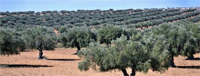 Proper Application of Fertilizers May Lead to More Consistent Olive Harvests